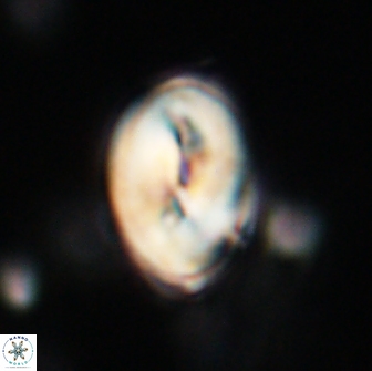Neocrepidolithus opertus 66407