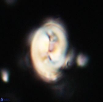 Neocrepidolithus opertus 66409