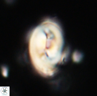 Neocrepidolithus opertus 66409