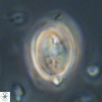 Neocrepidolithus opertus 66413