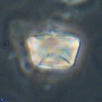 Neocrepidolithus opertus 66414