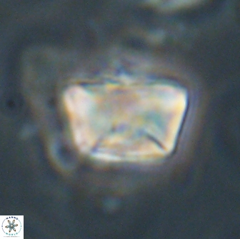 Neocrepidolithus opertus 66414