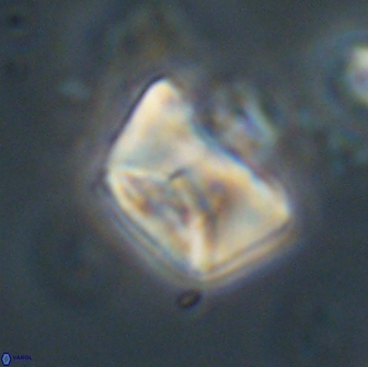 Neocrepidolithus opertus 66415