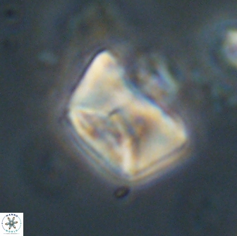 Neocrepidolithus opertus 66415
