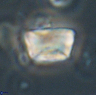 Neocrepidolithus opertus 66416