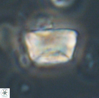 Neocrepidolithus opertus 66416
