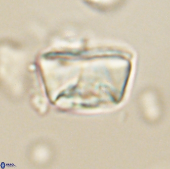 Neocrepidolithus opertus 66417