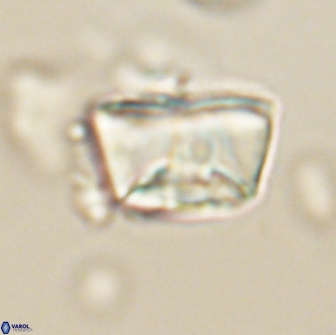 Neocrepidolithus opertus 66418