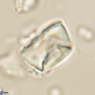 Neocrepidolithus opertus 66419