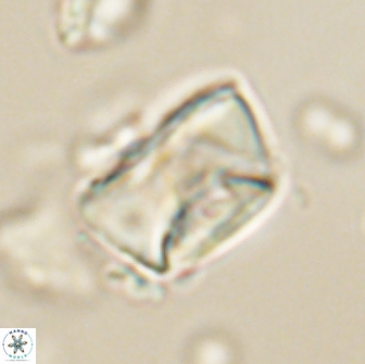 Neocrepidolithus opertus 66419