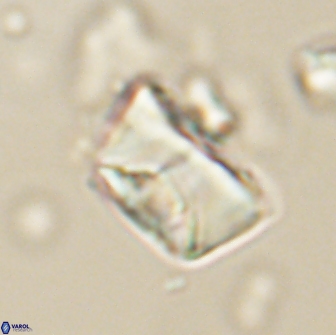 Neocrepidolithus opertus 66420