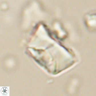 Neocrepidolithus opertus 66420