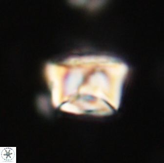 Neocrepidolithus opertus 66423