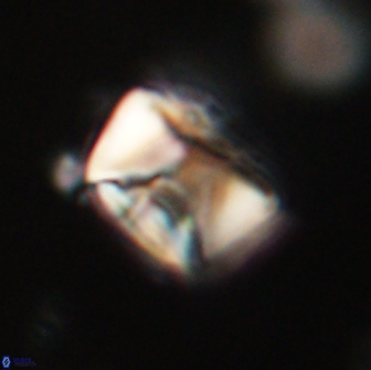 Neocrepidolithus opertus 66427