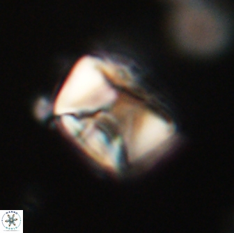 Neocrepidolithus opertus 66427