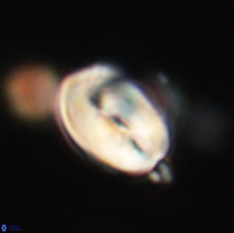 Neocrepidolithus opertus 66434