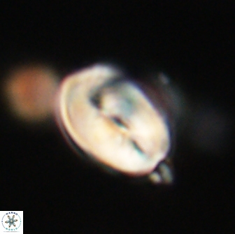 Neocrepidolithus opertus 66434