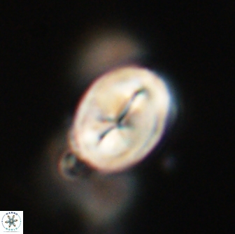 Neocrepidolithus opertus 66435