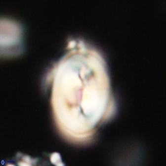 Neocrepidolithus opertus 66438