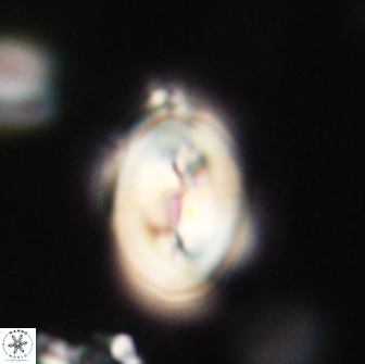 Neocrepidolithus opertus 66438