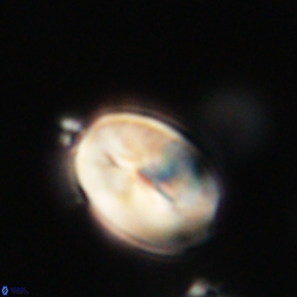 Neocrepidolithus opertus 66442