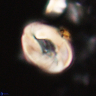 Neocrepidolithus biskayae 21065