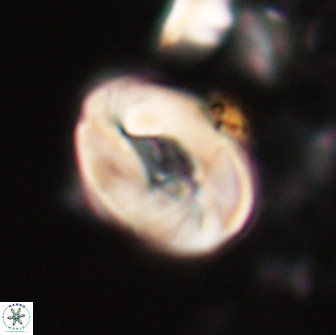 Neocrepidolithus biskayae 21065