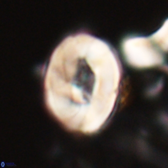 Neocrepidolithus biskayae 21068