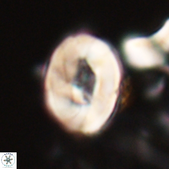 Neocrepidolithus biskayae 21068