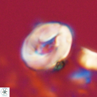 Neocrepidolithus biskayae 21069