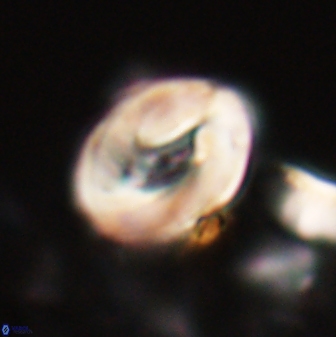Neocrepidolithus biskayae 21070