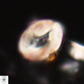 Neocrepidolithus biskayae 21070