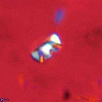 Neocrepidolithus cruciatus VR 01978