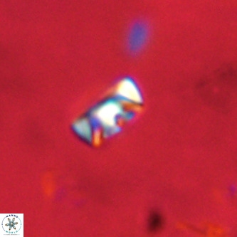 Neocrepidolithus cruciatus VR 01978