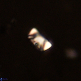 Neocrepidolithus cruciatus VR 01981