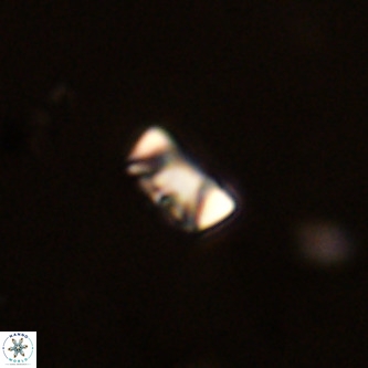 Neocrepidolithus cruciatus VR 01981
