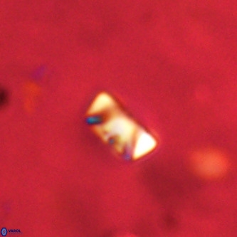 Neocrepidolithus cruciatus VR 01982