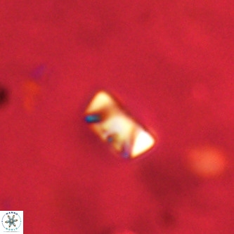 Neocrepidolithus cruciatus VR 01982