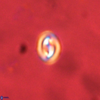 Neocrepidolithus cruciatus VR 01985