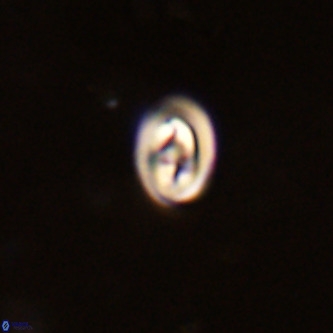 Neocrepidolithus cruciatus VR 01989