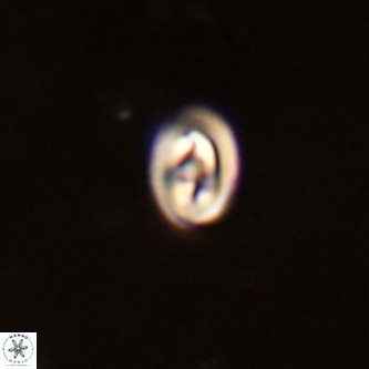 Neocrepidolithus cruciatus VR 01989