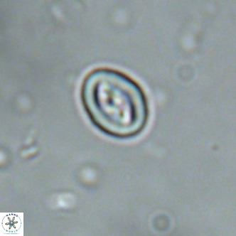 Neocrepidolithus cruciatus VR 01995