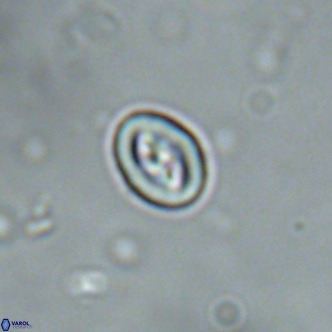 Neocrepidolithus cruciatus VR 01996