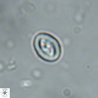 Neocrepidolithus cruciatus VR 01996