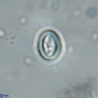Neocrepidolithus cruciatus VR 01997