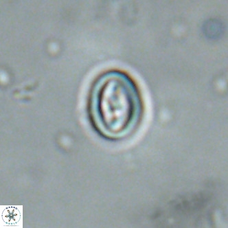 Neocrepidolithus cruciatus VR 01997