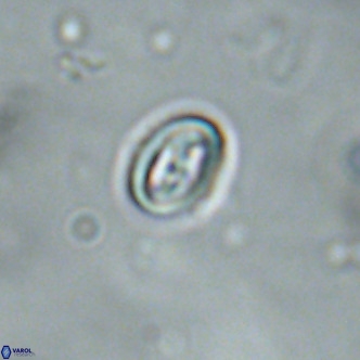 Neocrepidolithus cruciatus VR 01998