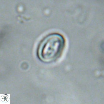 Neocrepidolithus cruciatus VR 01998