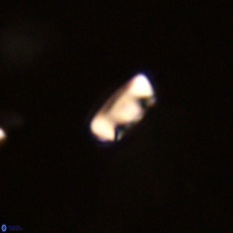 Neocrepidolithus dirimosus VR 01869