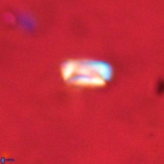 Neocrepidolithus dirimosus VR 01871